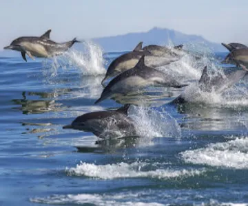 Whale and Dolphin Watching Cruise – Departing from Los Angeles or Long Beach